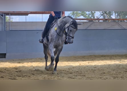 Westfaliano, Giumenta, 8 Anni, 180 cm, Grigio