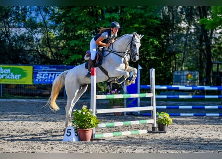 Westfaliano, Giumenta, 9 Anni, 167 cm, Grigio