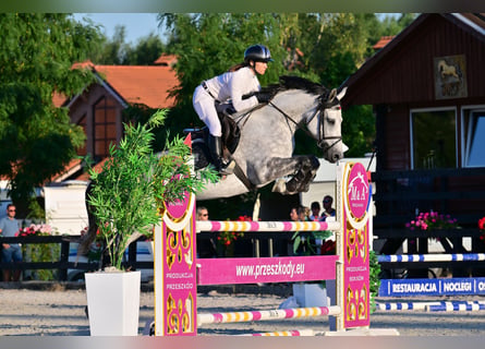 Westfaliano, Giumenta, 9 Anni, 167 cm, Grigio pezzato