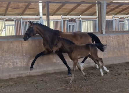 Westfaliano, Giumenta, 9 Anni, 172 cm, Baio