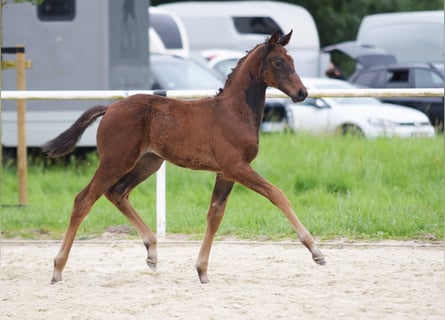 Westfaliano, Giumenta, Puledri
 (05/2024), 170 cm, Baio scuro