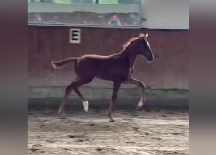 Westfaliano, Giumenta, Puledri (04/2025), 170 cm, Sauro scuro