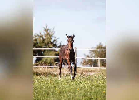 Westfaliano, Giumenta, Puledri (05/2025), Baio