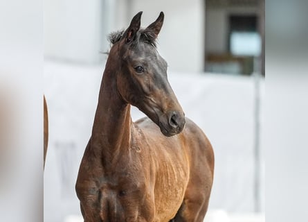 Westfaliano, Giumenta, Puledri
 (04/2024), Baio scuro