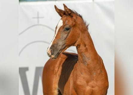 Westfaliano, Giumenta, Puledri (04/2024), Sauro