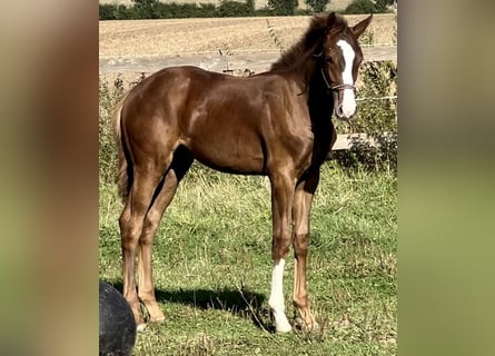 Westfaliano, Semental, 1 año, 170 cm, Alazán-tostado