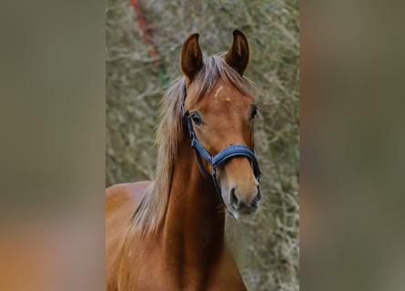 Westfaliano, Semental, 1 año, 172 cm, Alazán-tostado