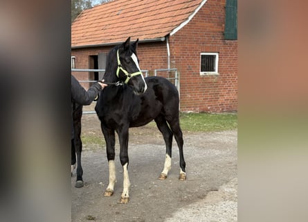 Westfaliano, Semental, 1 año, 172 cm, Negro