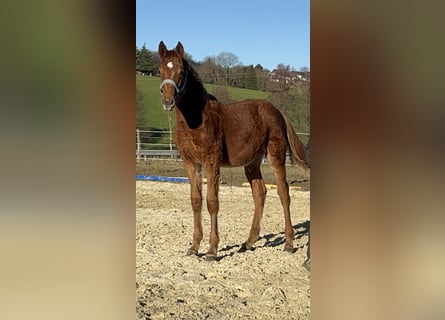 Westfaliano, Semental, 1 año, 174 cm, Alazán