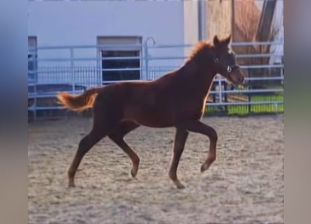 Westfaliano, Semental, 1 año, Alazán