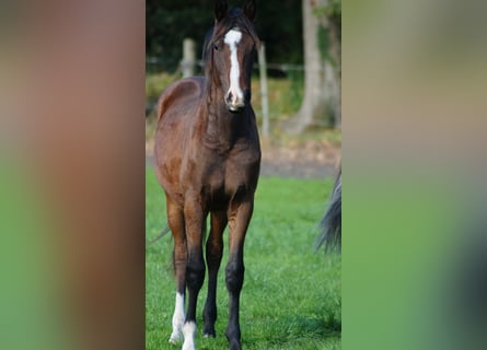 Westfaliano, Semental, 1 año, Castaño