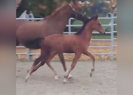 Westfaliano, Semental, 1 año, Castaño