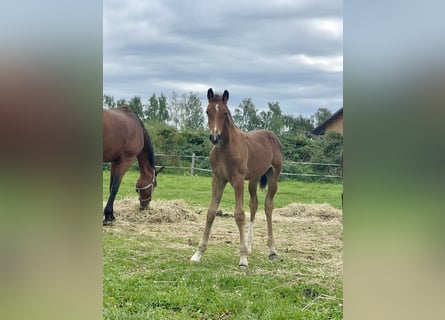 Westfaliano, Semental, 1 año, Castaño