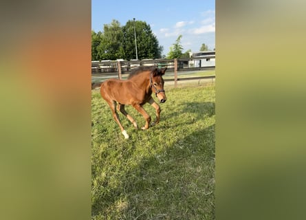 Westfaliano, Semental, 1 año, Castaño