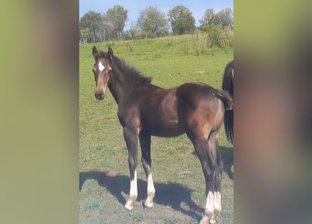 Westfaliano, Semental, 1 año, Castaño