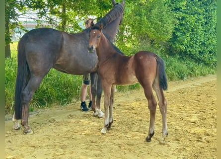 Westfaliano, Semental, 1 año, Castaño oscuro