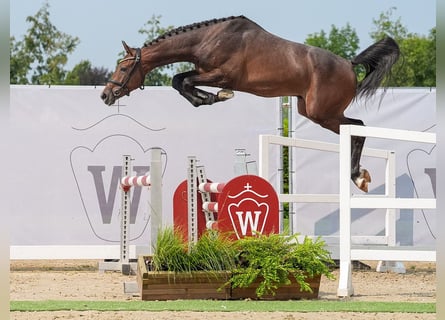 Westfaliano, Semental, 2 años, 162 cm, Tordo