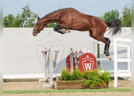 Westfaliano, Semental, 2 años, 163 cm, Castaño