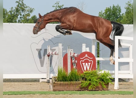 Westfaliano, Semental, 2 años, 163 cm, Castaño oscuro