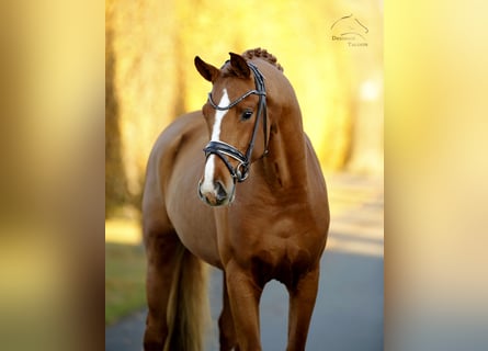 Westfaliano, Semental, 2 años, 165 cm, Alazán
