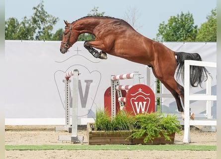 Westfaliano, Semental, 2 años, 166 cm, Castaño