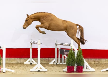 Westfaliano, Semental, 2 años, 167 cm, Alazán