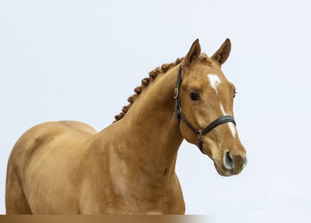 Westfaliano, Semental, 2 años, 167 cm