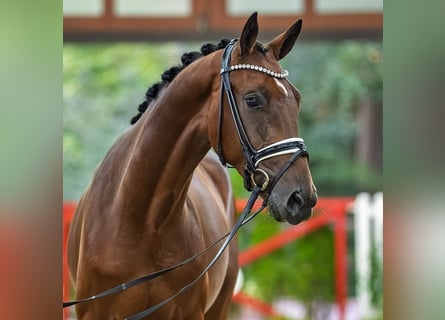 Westfaliano, Semental, 2 años, 167 cm, Castaño