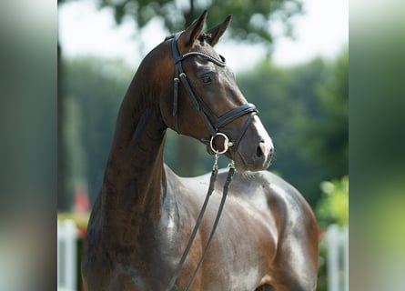 Westfaliano, Semental, 2 años, 167 cm, Castaño oscuro