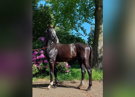 Westfaliano, Semental, 2 años, 169 cm, Negro