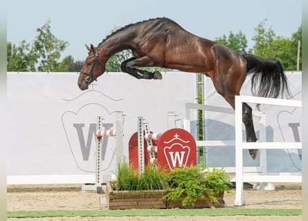 Westfaliano, Semental, 2 años, 170 cm, Castaño