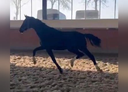 Westfaliano, Semental, 2 años, 170 cm, Negro