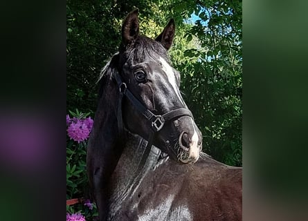 Westfaliano, Semental, 2 años, 172 cm, Negro