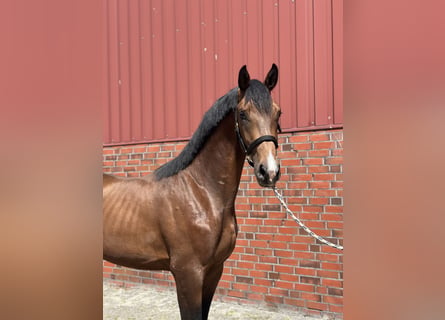 Westfaliano, Semental, 2 años, 173 cm, Castaño