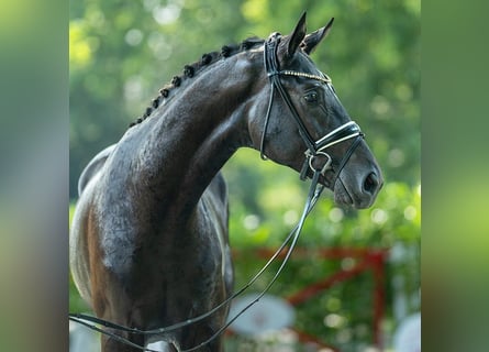 Westfaliano, Semental, 2 años, 173 cm, Castaño oscuro