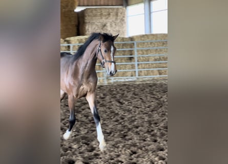 Westfaliano, Semental, 2 años, Castaño