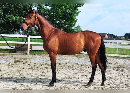 Westfaliano, Semental, 2 años, Castaño