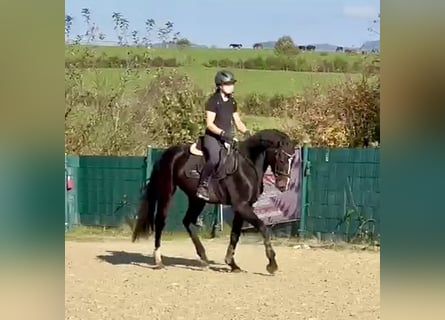 Westfaliano, Semental, 3 años, 160 cm, Castaño