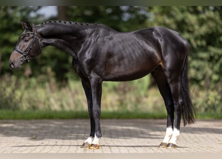 Westfaliano, Semental, 3 años, 162 cm, Castaño