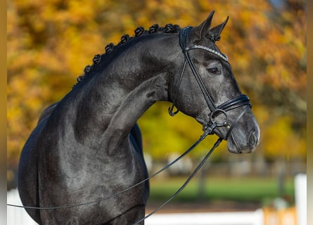 Westfaliano, Semental, 3 años, 166 cm, Musgo
