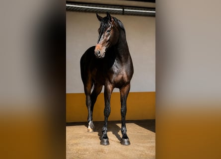 Westfaliano, Semental, 3 años, 168 cm, Castaño