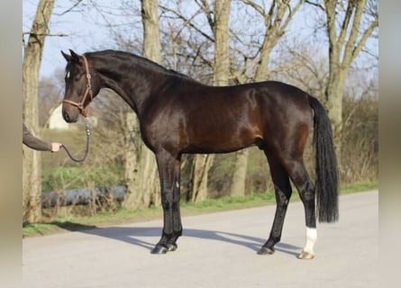 Westfaliano, Semental, 3 años, 169 cm, Castaño oscuro