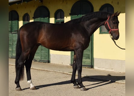 Westfaliano, Semental, 3 años, 169 cm, Castaño oscuro