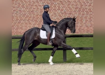 Westfaliano, Semental, 3 años, 170 cm, Negro
