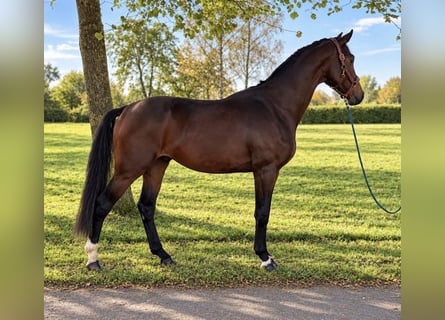 Westfaliano, Semental, 3 años, 172 cm, Castaño