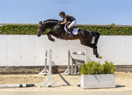 Westfaliano, Semental, 3 años, 175 cm, Castaño oscuro