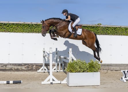 Westfaliano, Semental, 3 años, 176 cm, Castaño