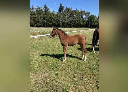 Westfaliano, Semental, 3 años, Castaño