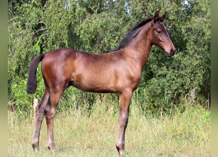 Westfaliano, Semental, 3 años, Castaño oscuro