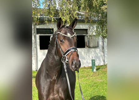 Westfaliano, Semental, 4 años, 157 cm, Castaño oscuro